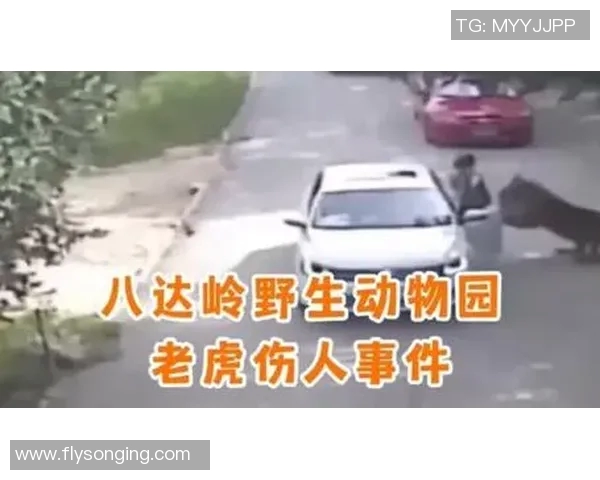 惊悚！昆明动物园女孩与老虎合照时被猛兽咬伤致死(昆明动物园东北虎被咬死)